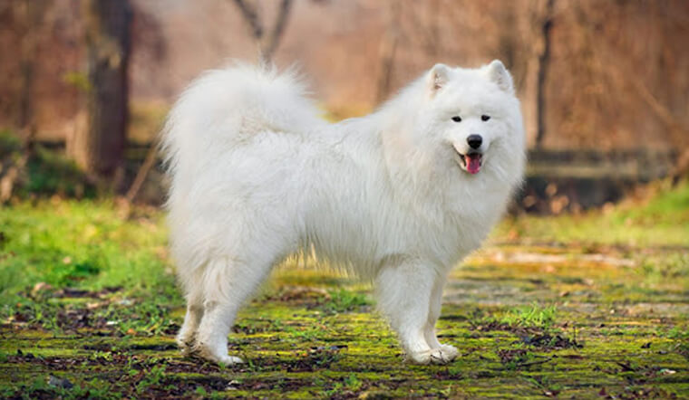 Giống chó Samoyed