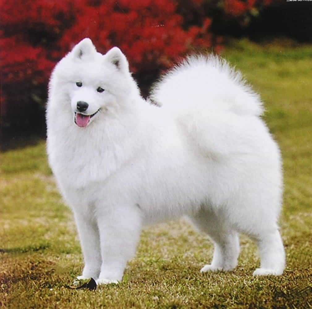 Giống chó Samoyed