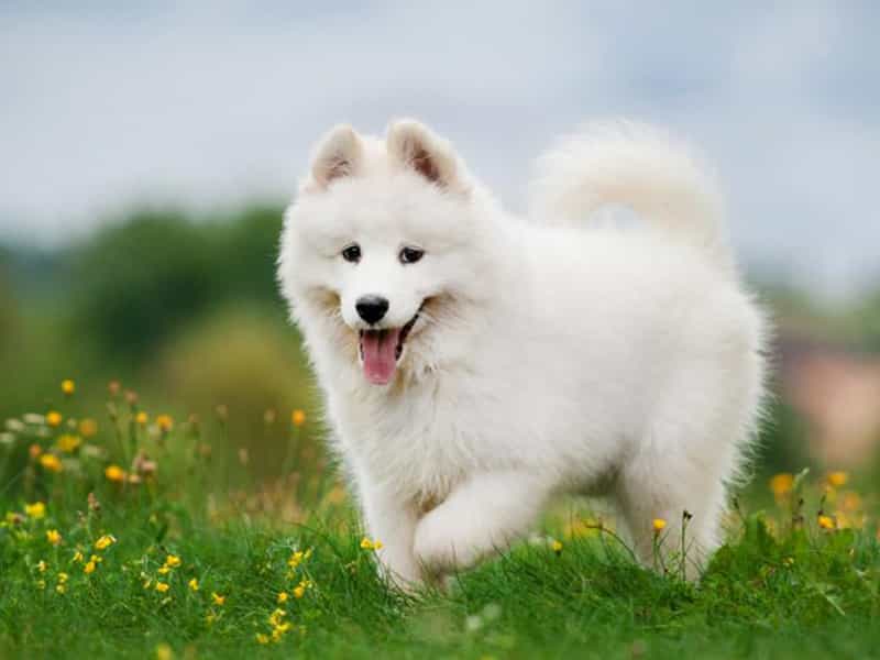 Giống chó Samoyed