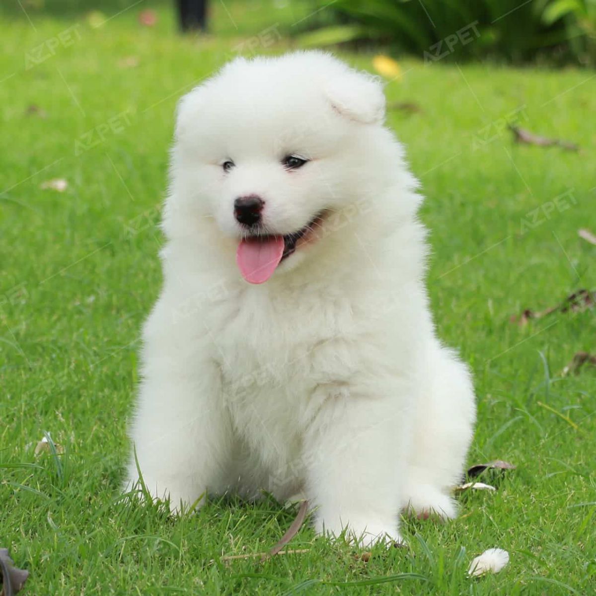 Giống chó Samoyed