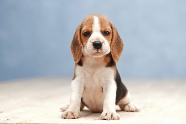 Giống chó cảnh Beagle