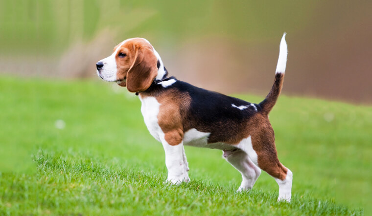 Giống chó cảnh Beagle