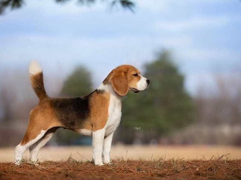 Giống chó cảnh Beagle