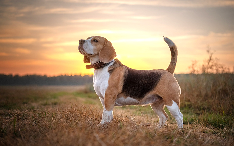 Giống chó cảnh Beagle