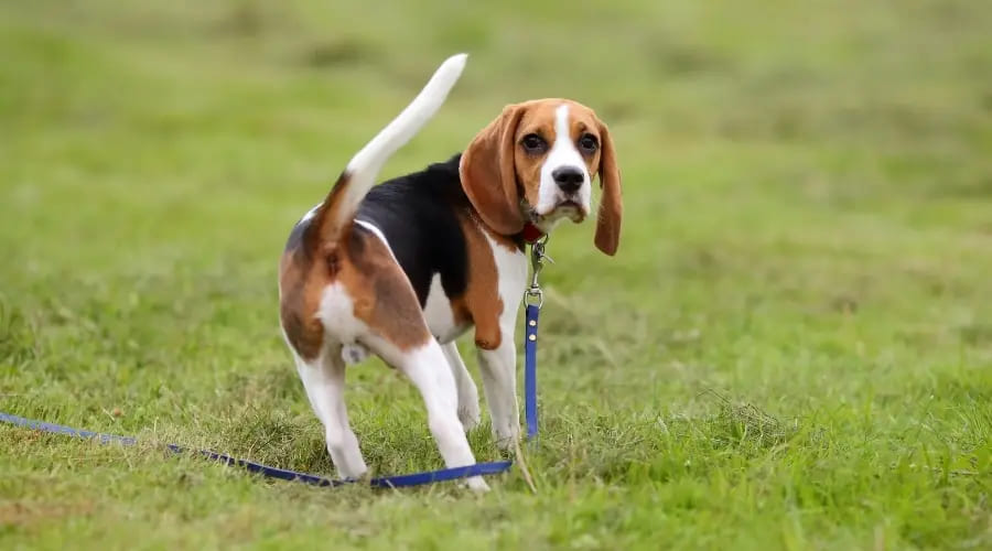 Giống chó cảnh Beagle