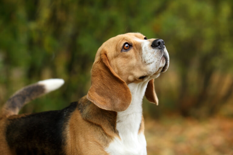 Giống chó cảnh Beagle