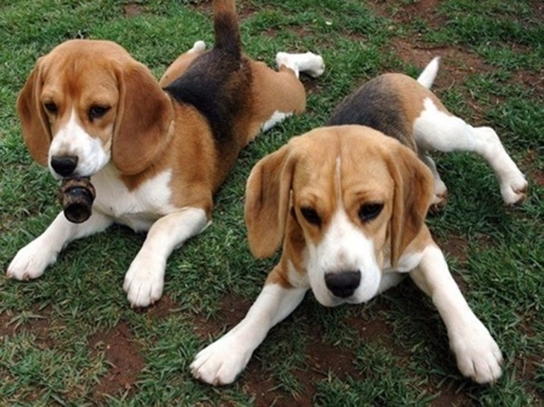 Giống chó cảnh Beagle