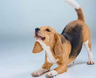 Giống chó cảnh Beagle