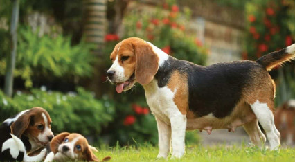 Giống chó cảnh Beagle