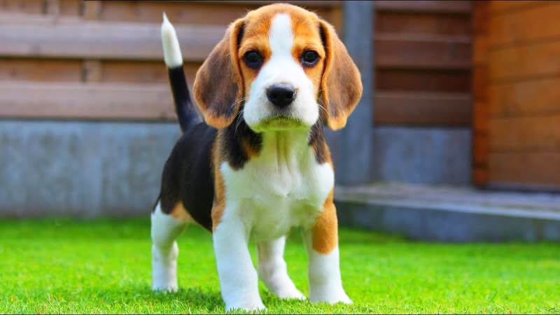 Giống chó cảnh Beagle