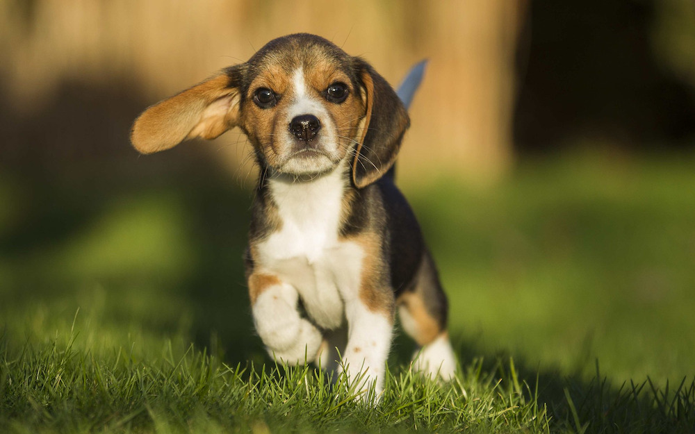 Giống chó cảnh Beagle