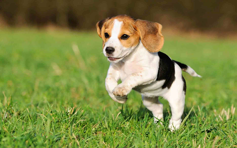 Giống chó cảnh Beagle