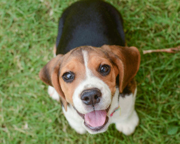 Giống chó cảnh Beagle