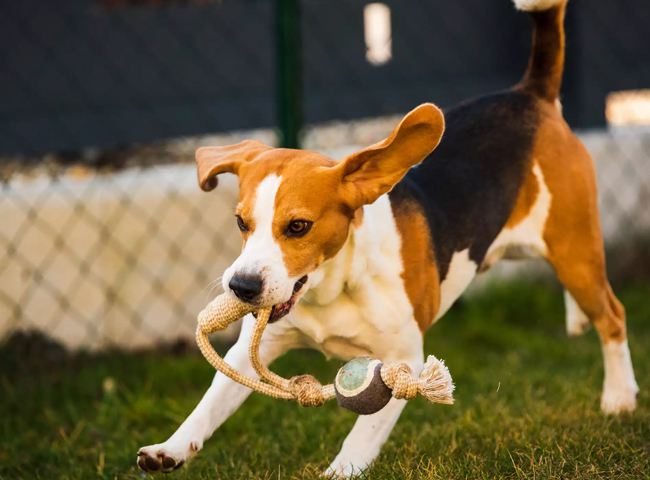 Giống chó cảnh Beagle