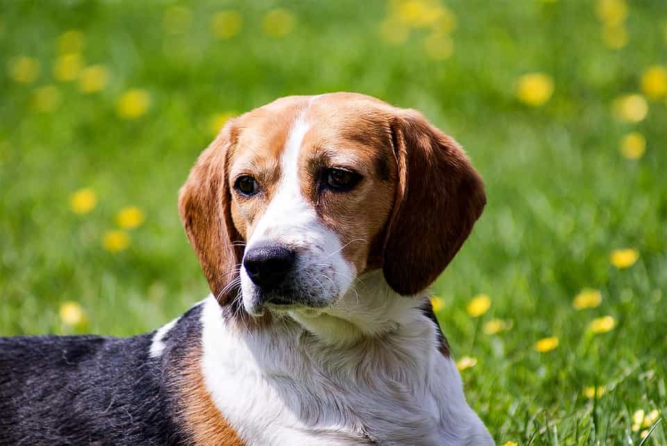 Giống chó cảnh Beagle