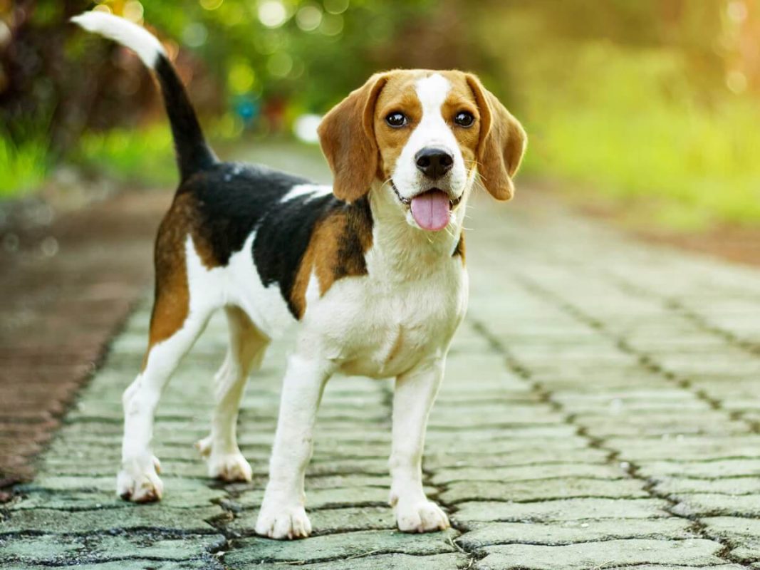 Giống chó cảnh Beagle