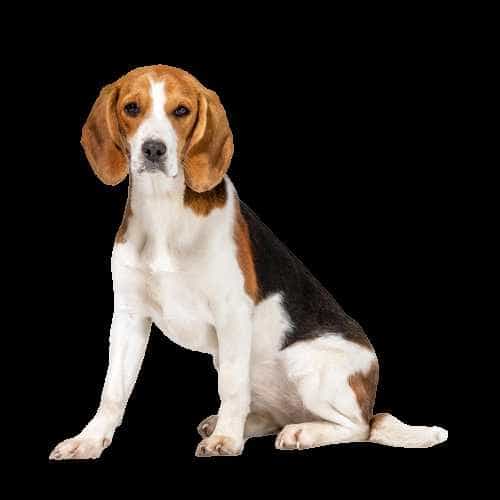 Giống chó cảnh Beagle