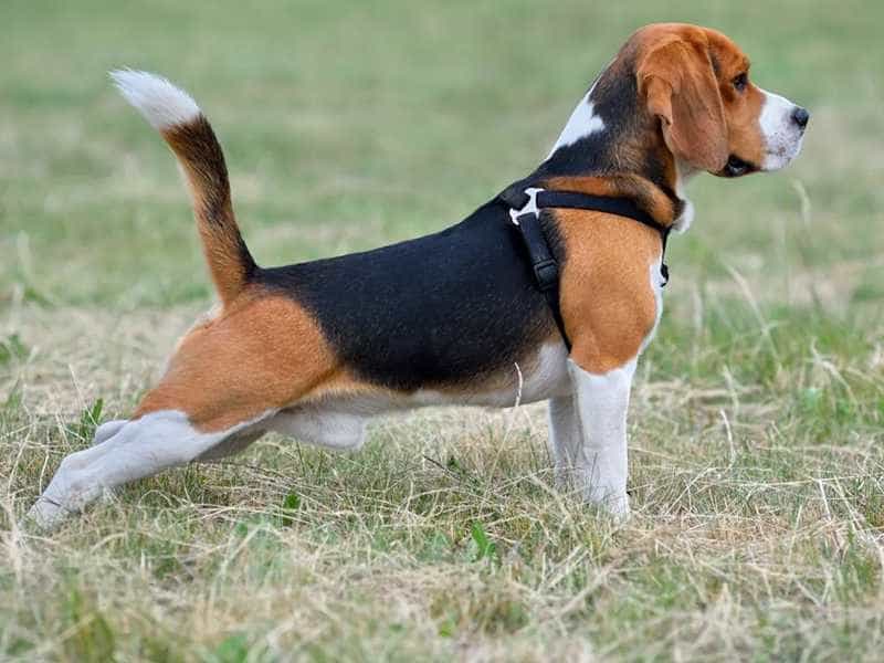 Giống chó cảnh Beagle