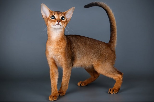  Giống mèo Abyssinian 