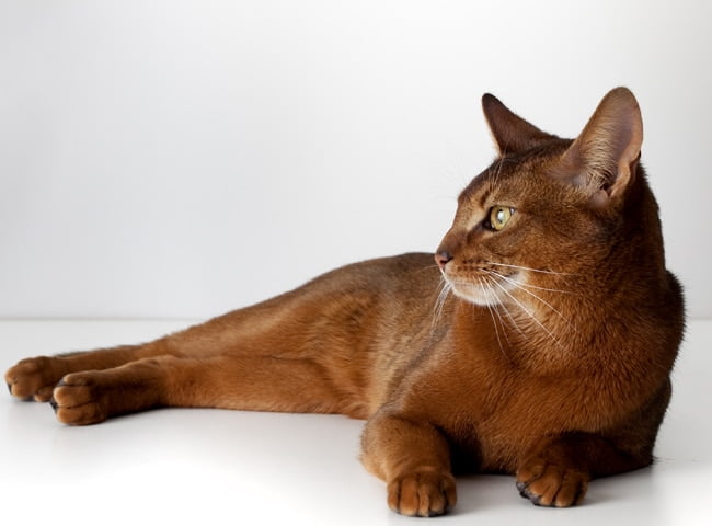  Giống mèo Abyssinian 