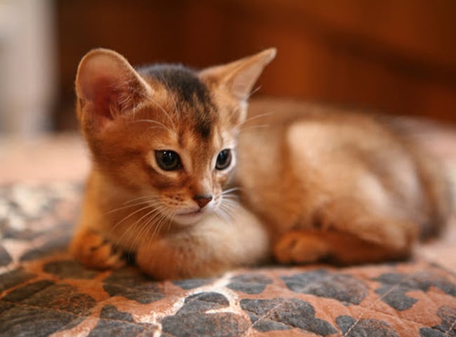  Giống mèo Abyssinian 