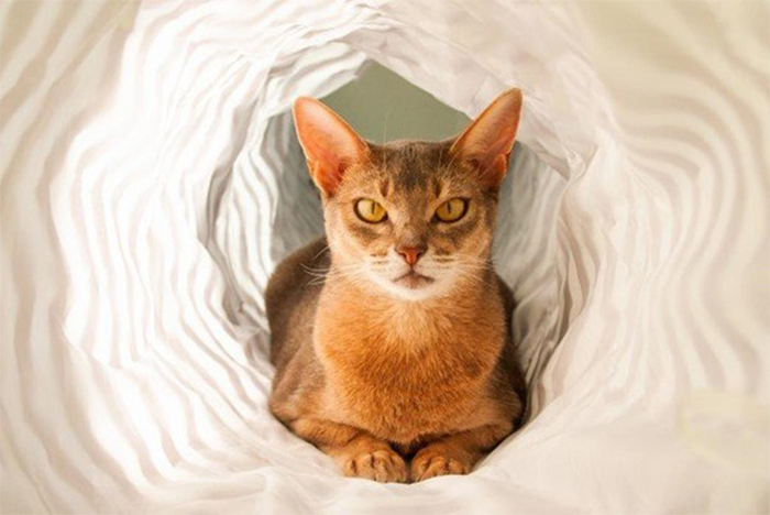  Giống mèo Abyssinian 