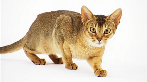  Giống mèo Abyssinian 