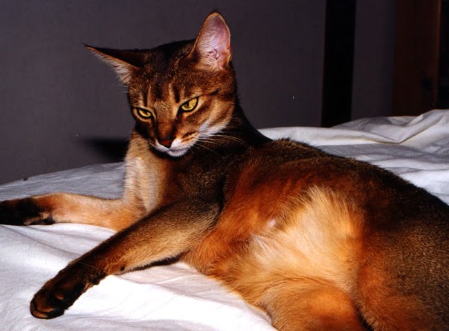  Giống mèo Abyssinian 