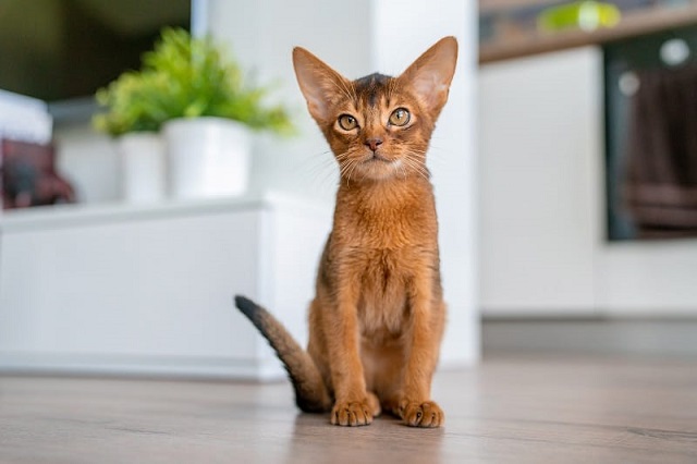  Giống mèo Abyssinian 