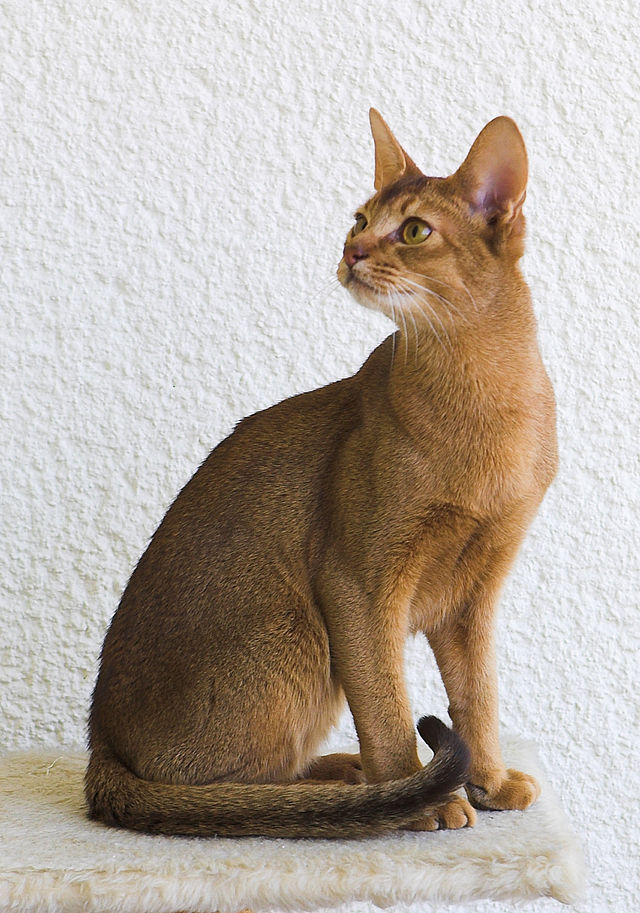  Giống mèo Abyssinian 