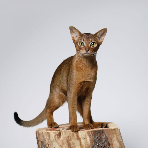  Giống mèo Abyssinian 