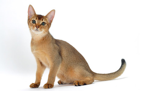  Giống mèo Abyssinian 