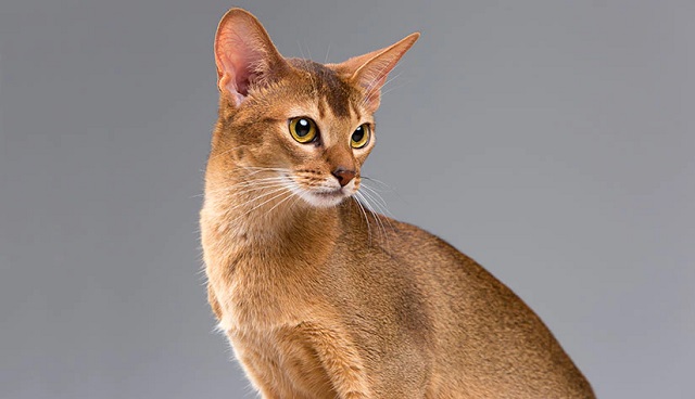  Giống mèo Abyssinian 