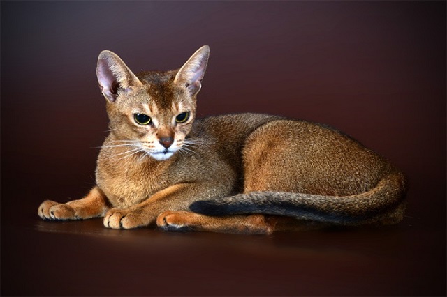  Giống mèo Abyssinian 