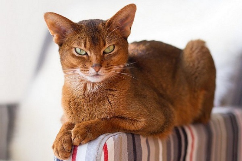  Giống mèo Abyssinian 