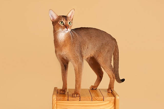  Giống mèo Abyssinian 