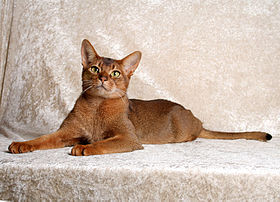  Giống mèo Abyssinian 