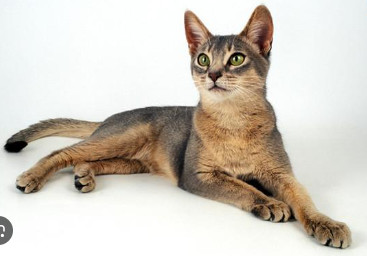  Giống mèo Abyssinian 