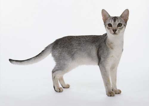  Giống mèo Abyssinian 