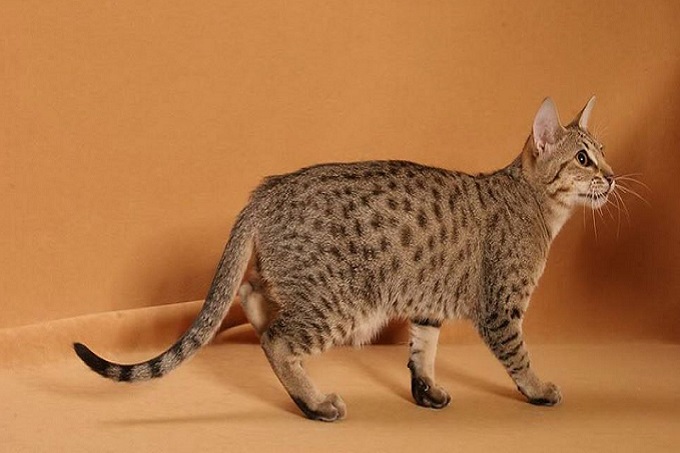 Giống mèo Ocicat