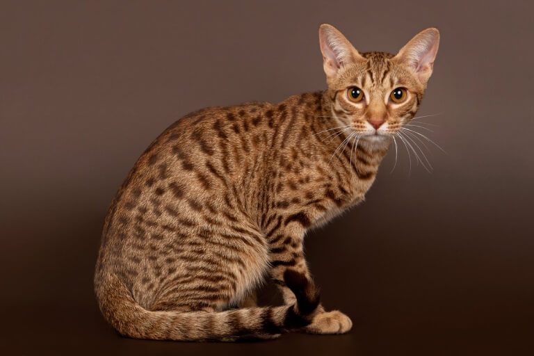 Giống mèo Ocicat