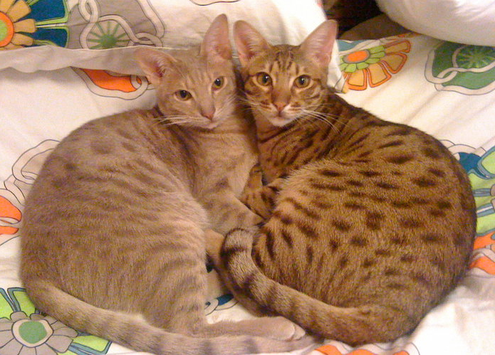 Giống mèo Ocicat