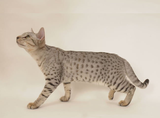 Giống mèo Ocicat