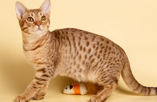 Giống mèo Ocicat