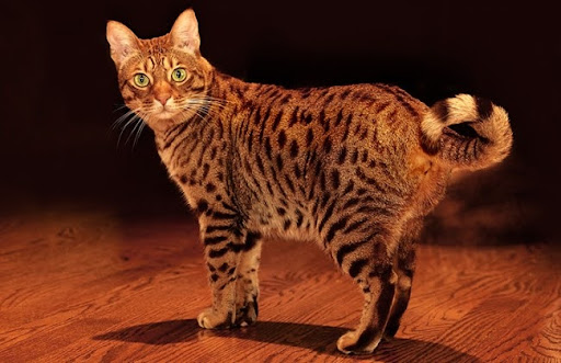 Giống mèo Ocicat