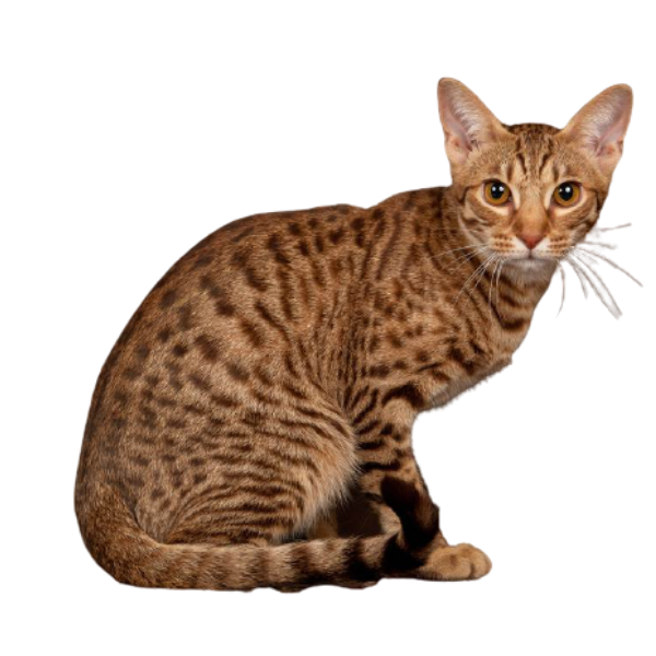 Giống mèo Ocicat