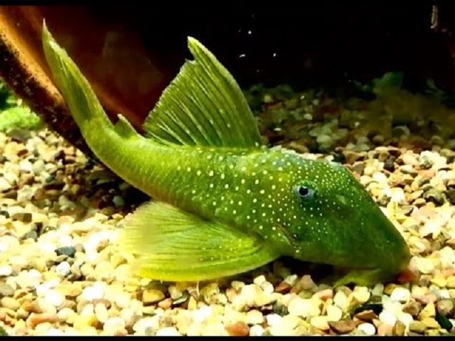 Green Phantom Plecostomus