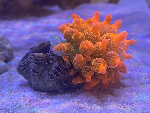 Hải Quỳ Quỳ Vú BUBBLE TIP ANEMONE