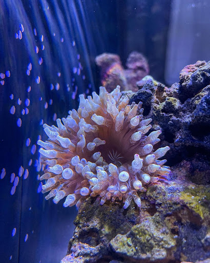 Hải Quỳ Quỳ Vú BUBBLE TIP ANEMONE