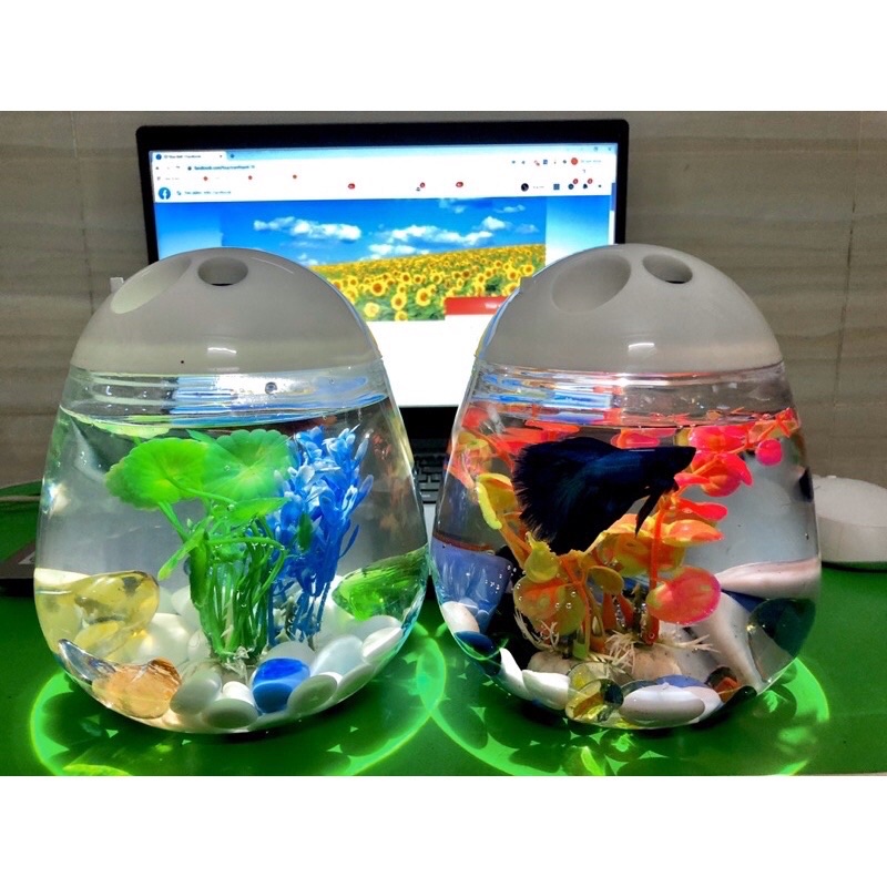 Hồ Cá Betta Mini Cute Betta Tank - Hình Quả Trứng